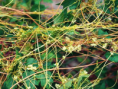 /album/fotogaleria-fotogaleria/paraziticke-a-saprofyticke-rastliny-html-m4247d1a8-png1/